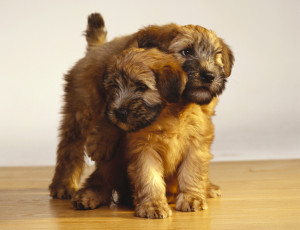 Картинка животные собаки щенки двое