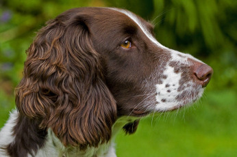 Картинка животные собаки пес