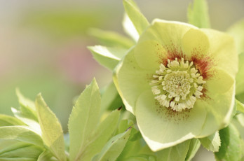 Картинка цветы геллеборус+ морозник цветок листья макро зелёный