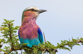 Картинка животные птицы птица яркая пестрая