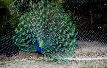 Картинка животные павлины перья хвост
