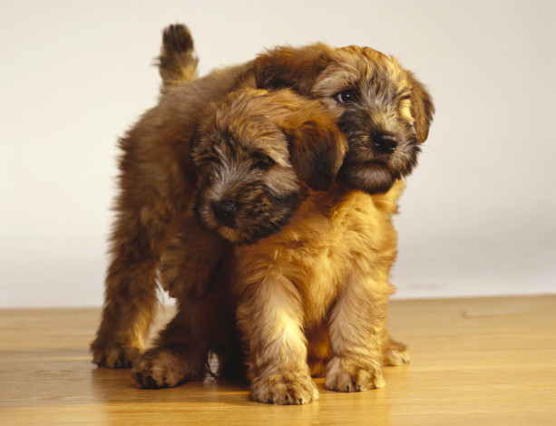 Обои картинки фото животные, собаки, щенки, двое