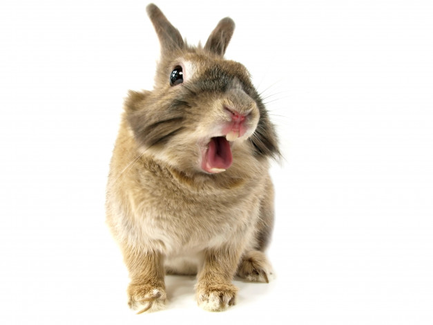 Обои картинки фото животные, кролики,  зайцы, взгляд, кролик