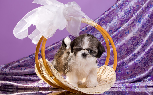 Обои картинки фото животные, собаки, щенок, ши-тцу, корзина, бант