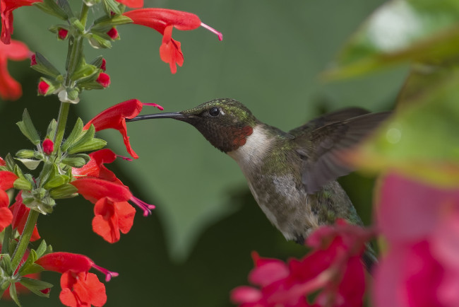 Обои картинки фото животные, колибри, цветы, красные, птица, птичка, фон