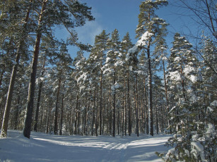 Картинка природа зима снег