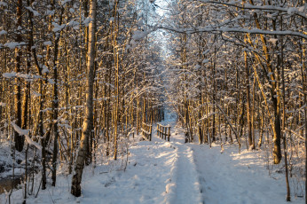 Картинка природа зима снег