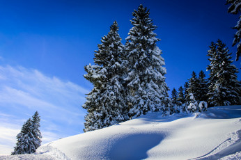 Картинка природа зима снег