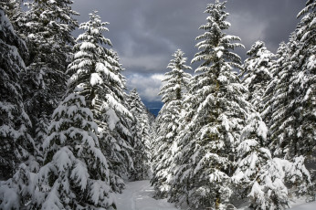 Картинка природа зима снег