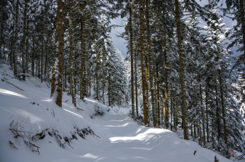 Картинка природа зима снег