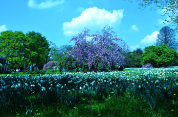 Картинка природа парк нарциссы весна