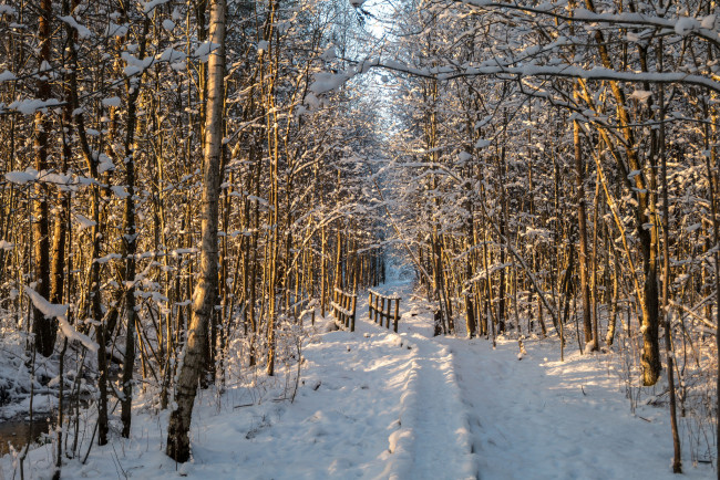 Обои картинки фото природа, зима, снег