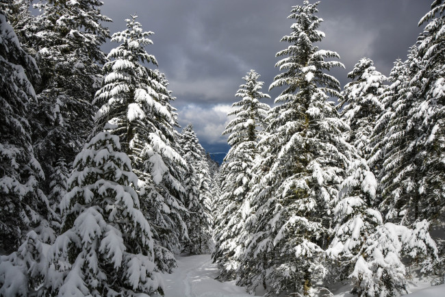 Обои картинки фото природа, зима, снег
