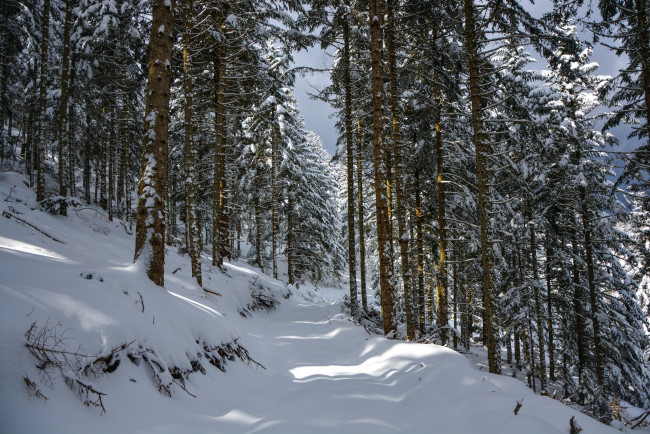 Обои картинки фото природа, зима, снег