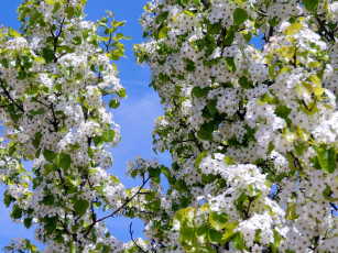 Картинка цветы цветущие+деревья+ +кустарники весна вишня цветение