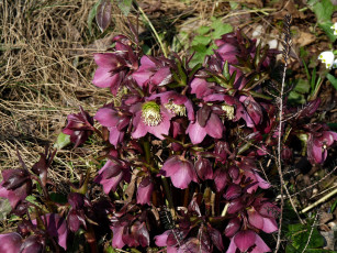 Картинка цветы геллеборус+ морозник первцветы