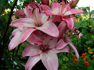 Картинка цветы лилии +лилейники капли розовый