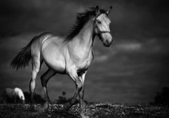 Картинка животные лошади лошадка