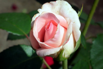 Картинка цветы розы бутон