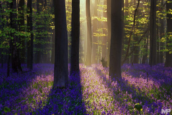 Картинка природа лес цветы