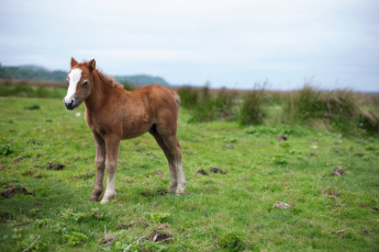 Картинка животные лошади природа фон жеребёнок