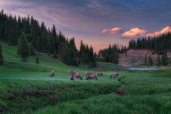 Картинка животные олени луг