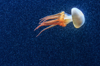 Картинка животные медузы океан