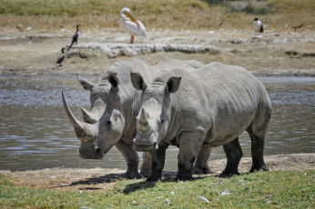 Картинка животные носороги пара