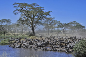 Картинка животные зебры водопой