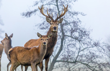 Картинка животные олени рога