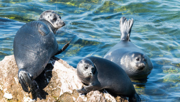 Картинка байкальская+нерпа животные тюлени +морские+львы +морские+котики камни берег байкал вода нерпа байкальская