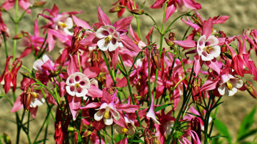 Картинка цветы аквилегия+ водосбор