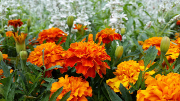 Картинка цветы бархатцы тагетес