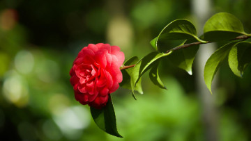 Картинка цветы камелии камелия цветок флора