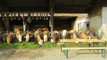 Картинка животные коровы +буйволы