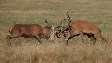 Картинка животные олени рога