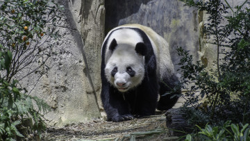 Картинка животные панды медведь