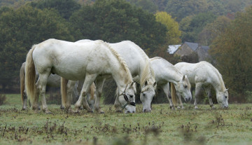 Картинка животные лошади лошадка