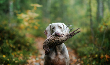 Картинка животные собаки лес охота птица охотник собака