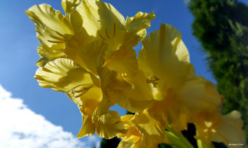 Картинка цветы гладиолусы желтый