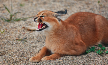 Картинка каракал животные рыси рысь степная кошачьи хищник