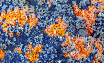 Картинка кожа+дальневосточной+морской+звезды+паттирии+гребешковой животные морские+звёзды макро морская звезда