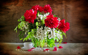 Картинка цветы букеты +композиции пионы акация лепестки