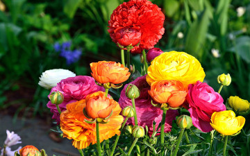 Картинка цветы ранункулюс+ азиатский+лютик разноцветные