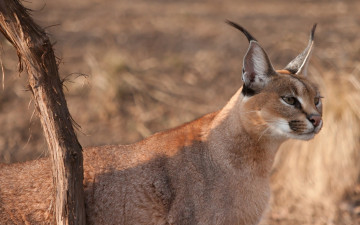 Картинка каракал животные рыси хищник кошачьи степная рысь
