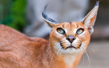 Картинка каракал животные рыси степная кошачьи хищник рысь