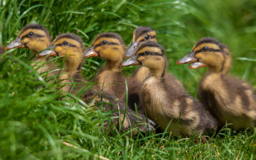 Картинка животные утки птичка