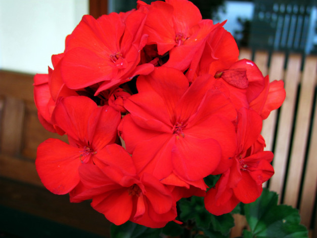 Обои картинки фото цветы, герань, алый