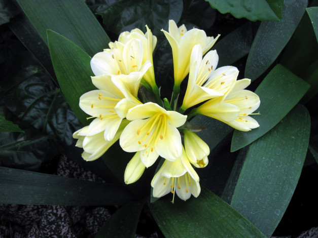 Обои картинки фото цветы, кливия, соцветие