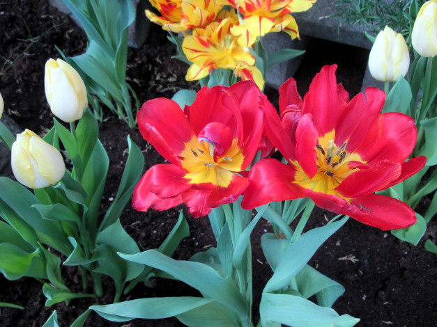 Обои картинки фото цветы, тюльпаны, бутоны